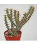 Euphorbia