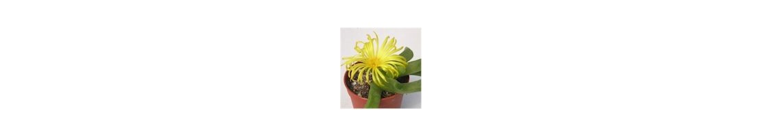Glottiphyllum