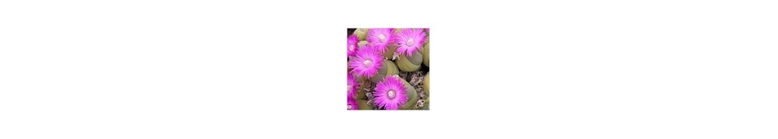 Gibbaeum