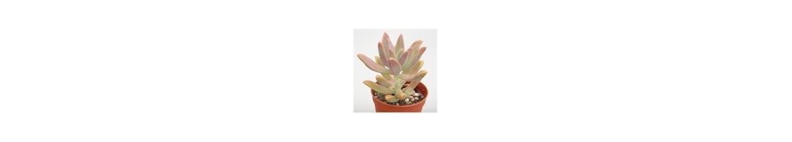 Graptosedum